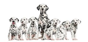 Dalmatian Dog Breed