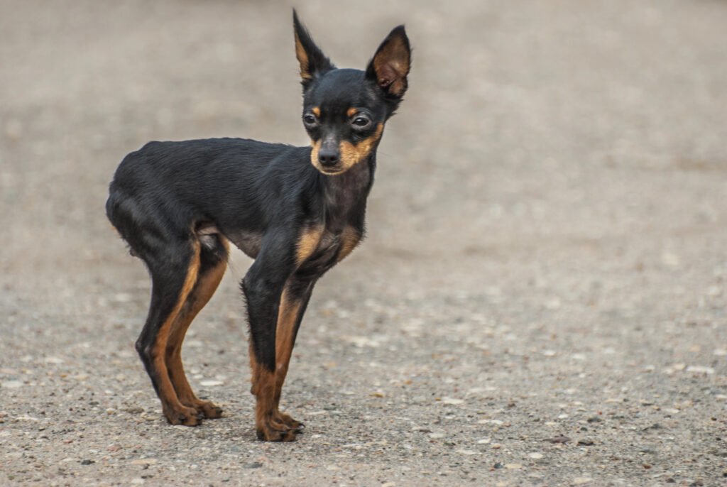 English Toy Terrier.