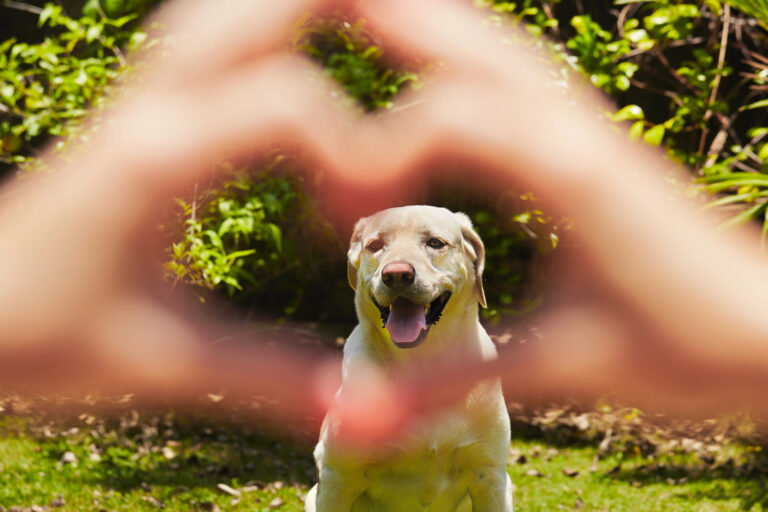 heart dog