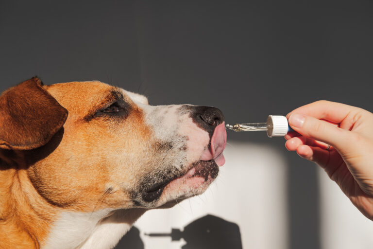 dogs with anxiety