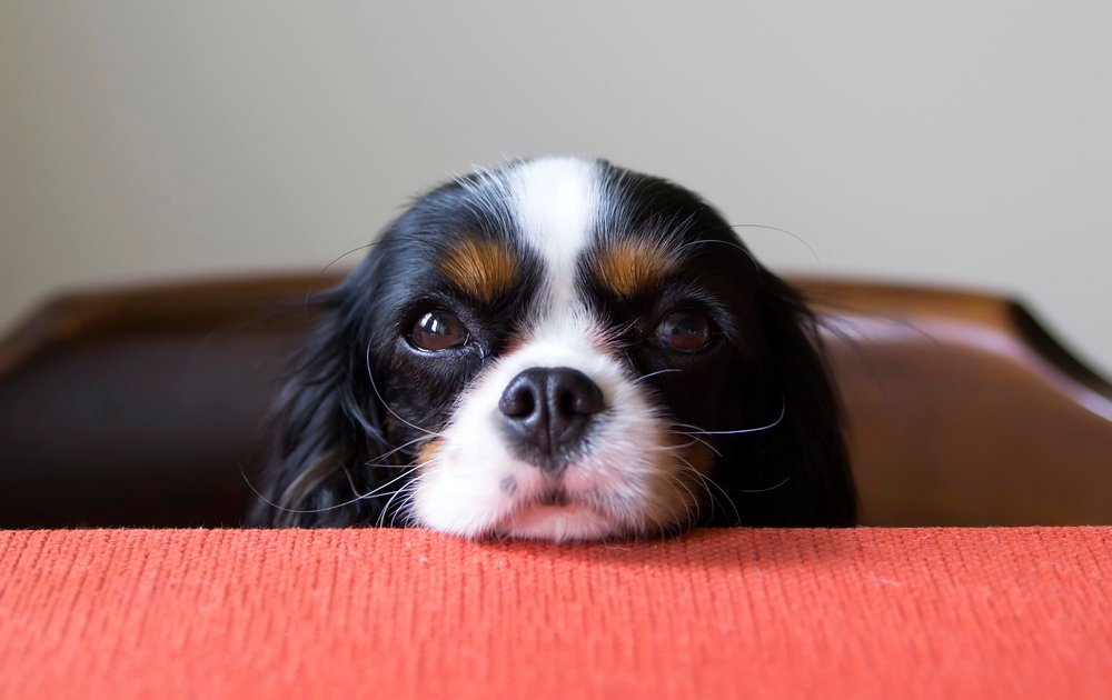 Dog begging at the table