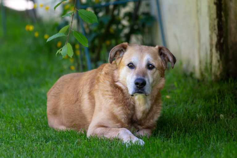 Old dog.