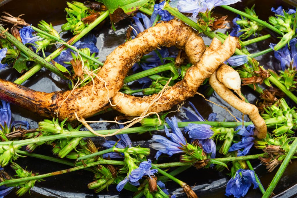 Chicory Root
