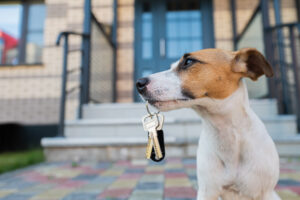 dog with keys