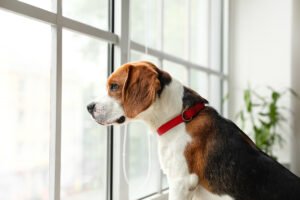 Beagle watching outside window