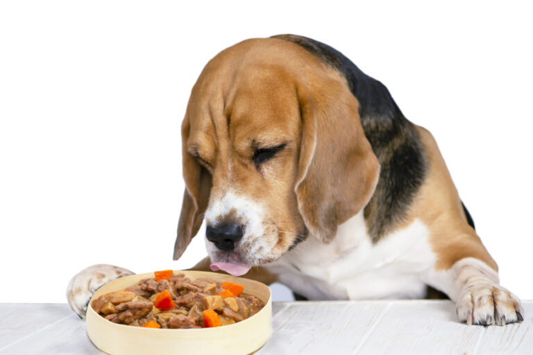 dog eating cooked meal