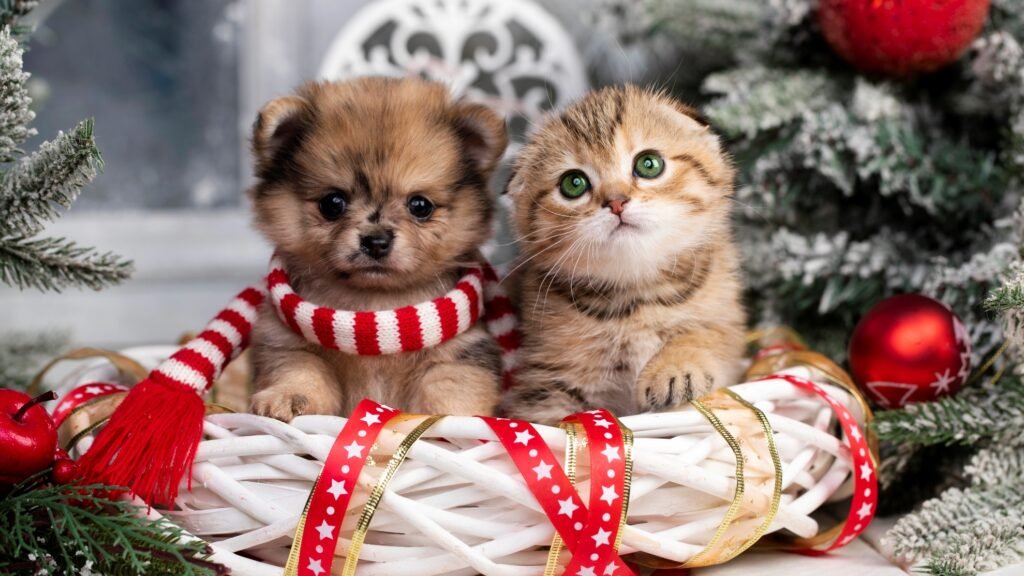 Grumpy puppy next to Kitten on Christmas