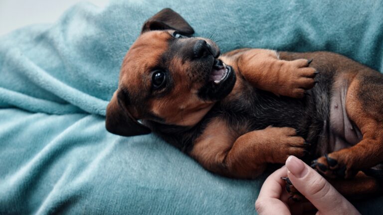 Daschund puppy