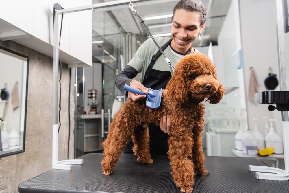 A groomer brushing brown poodle