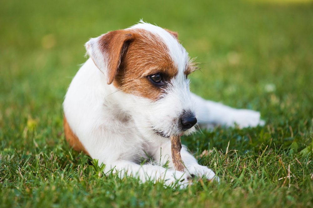 Parson Russell Terrier