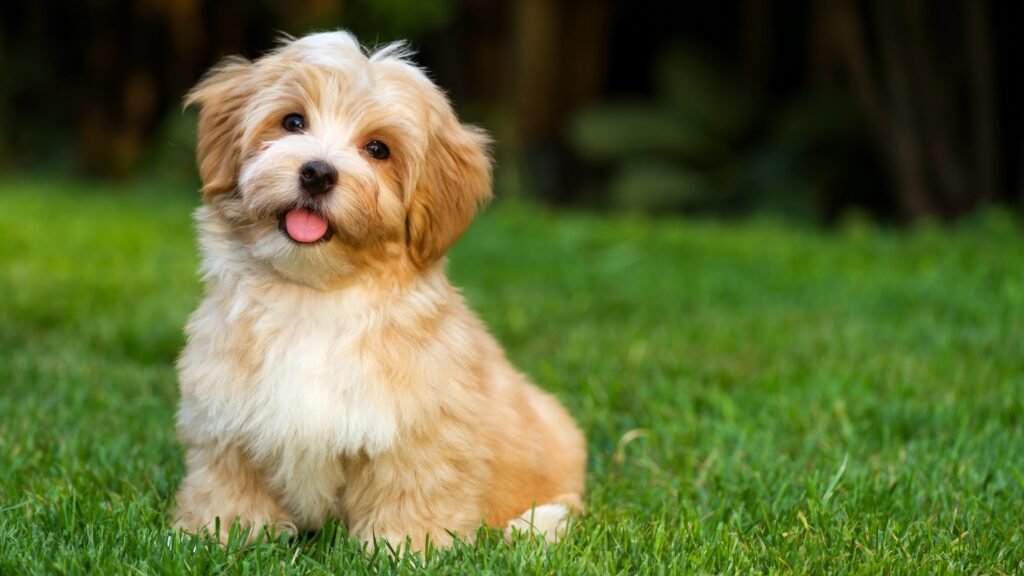 Havanese puppy
