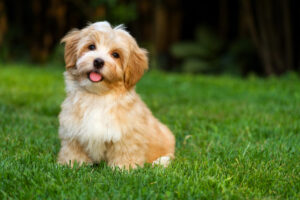 Havanese Puppy Dog