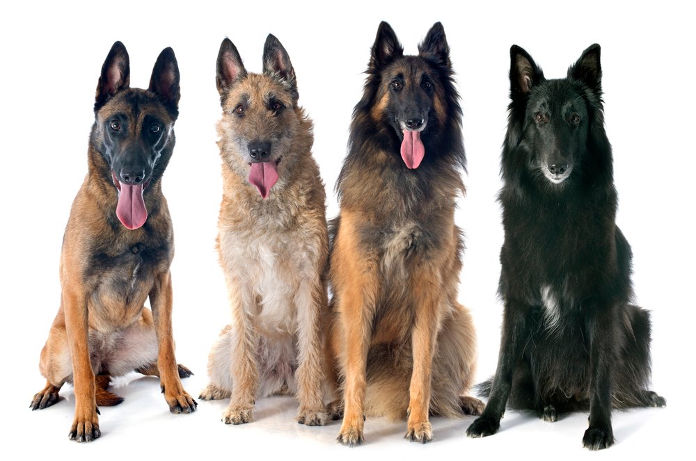 Belgian Shepherd