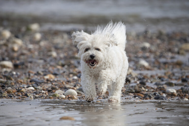 Shichon