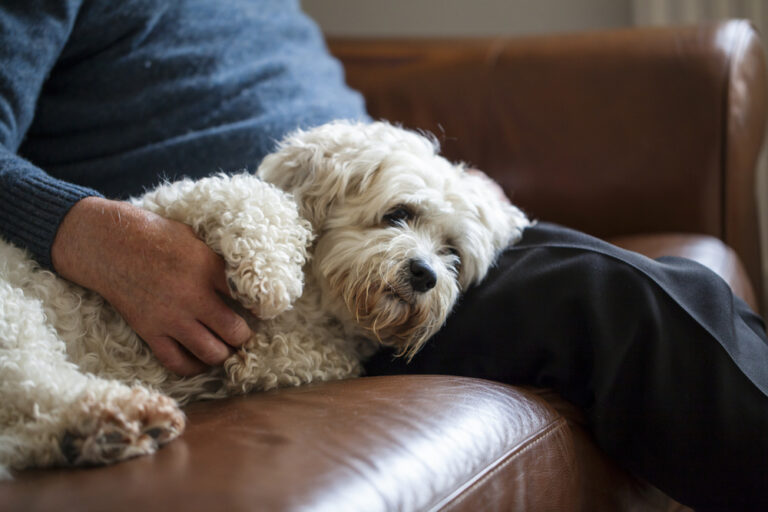 Shichon