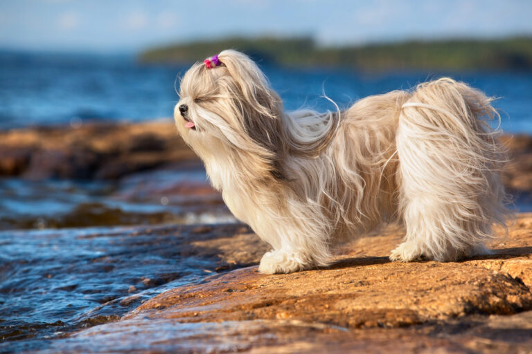 Featured image: Shih Tzu