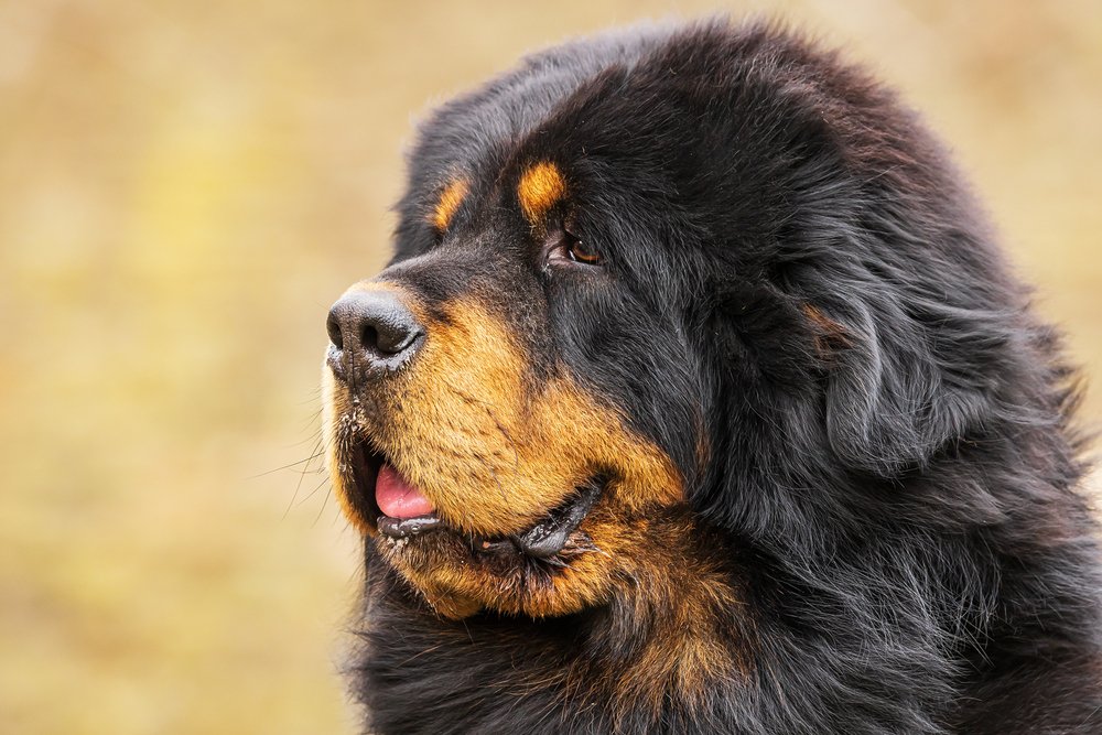 Tibetan Mastiff