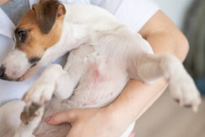 dog with dermatitis