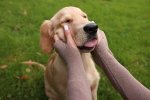 One Simple Trick to Instantly Calm Your Anxious Pup