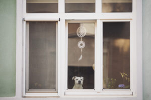dog at window