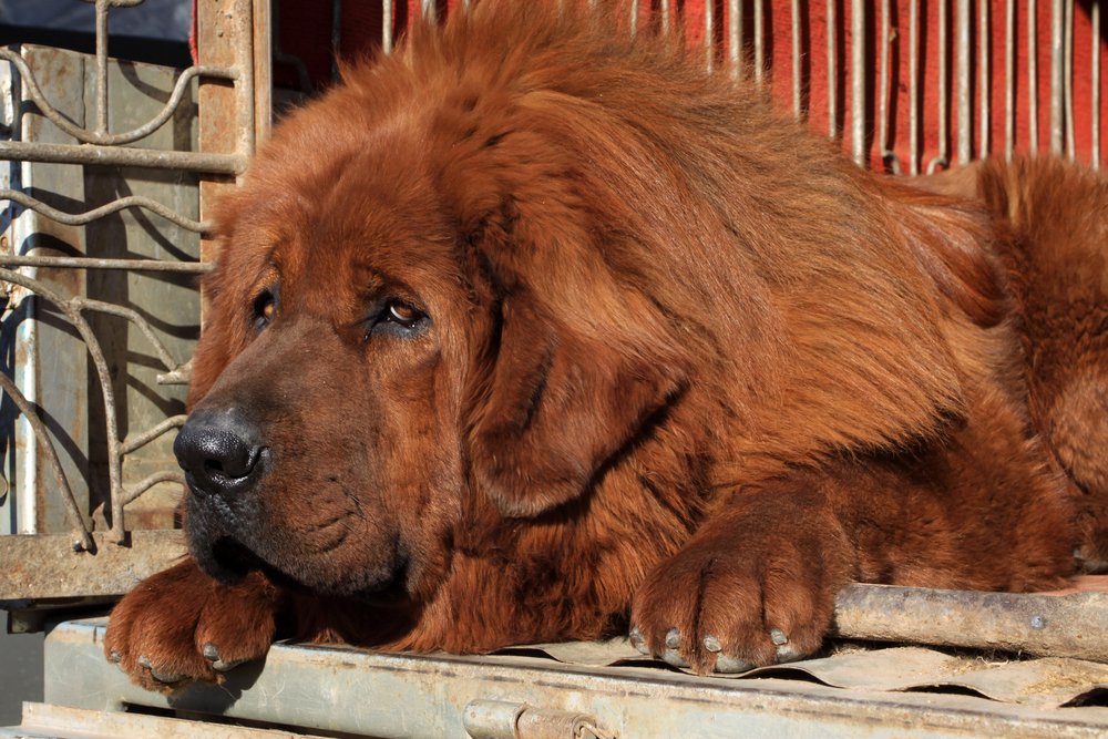 Tibetan Mastiff