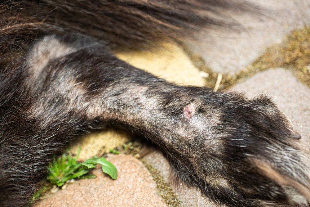 Hair loss in dogs