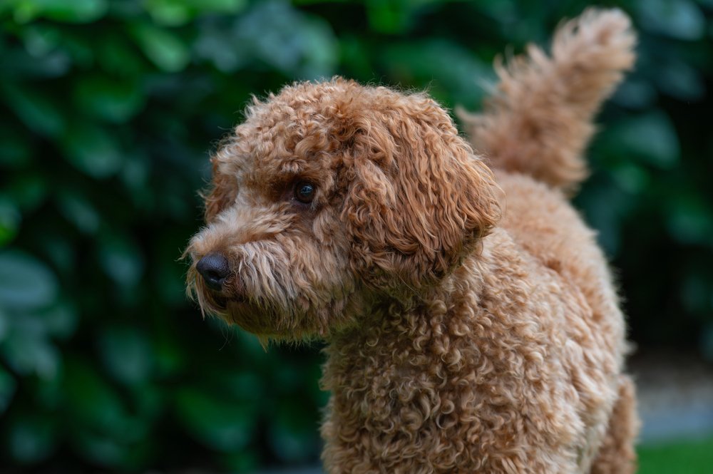 Cute red haired miniature poodle in the garden