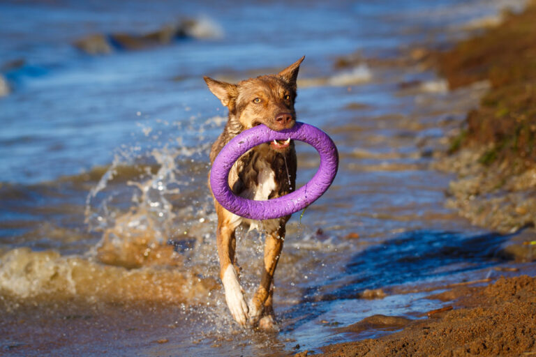 Meet the Australian Kelpie Dog
