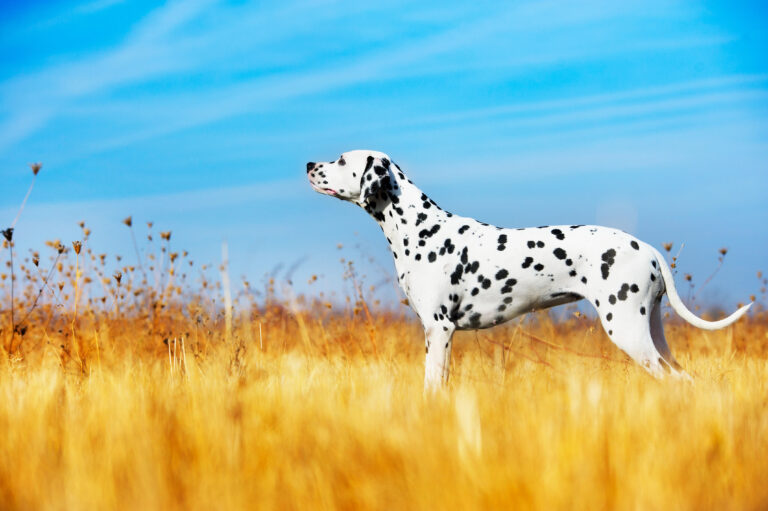 Dalmaltian Dog Breed