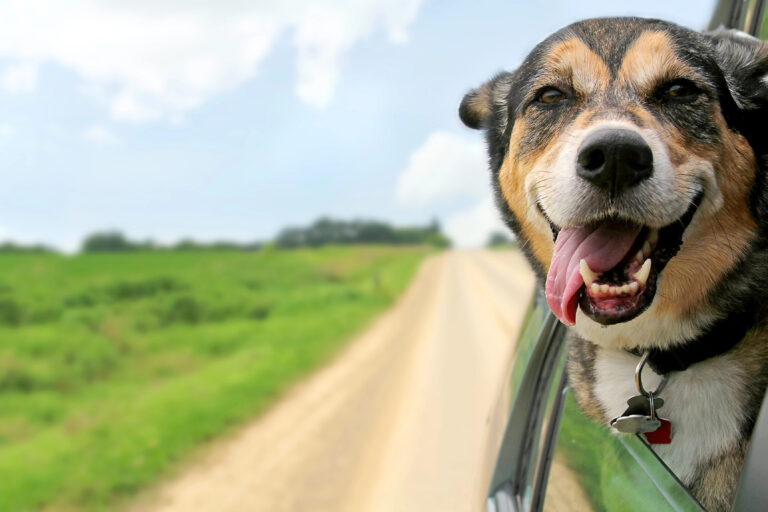 happy dog