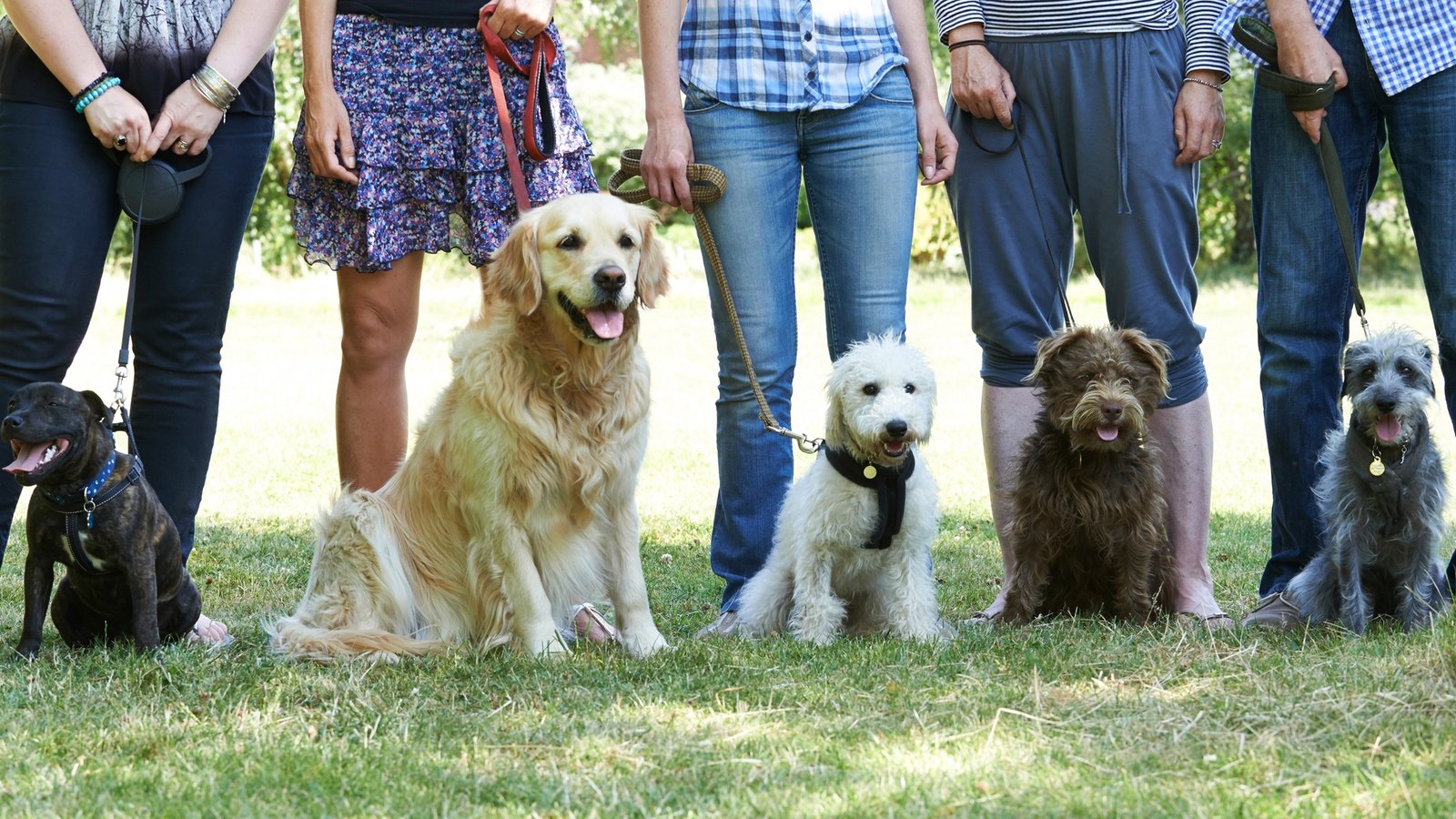 Dog owners with their dogs