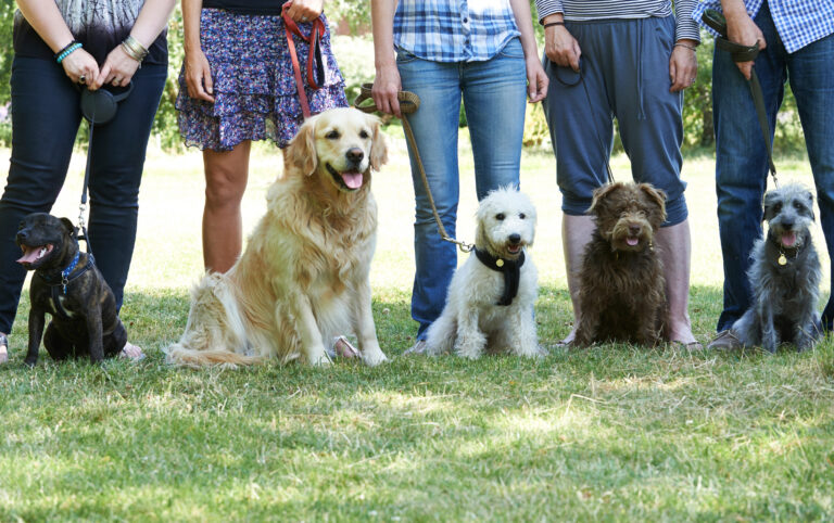 Dog at Obedience School.