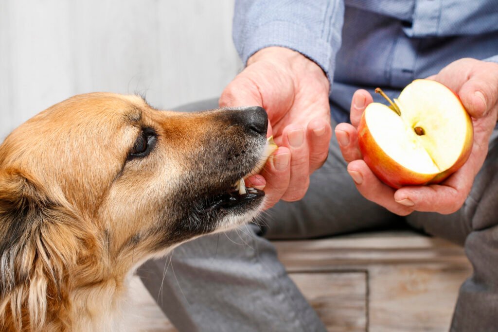 Dog eating an apple