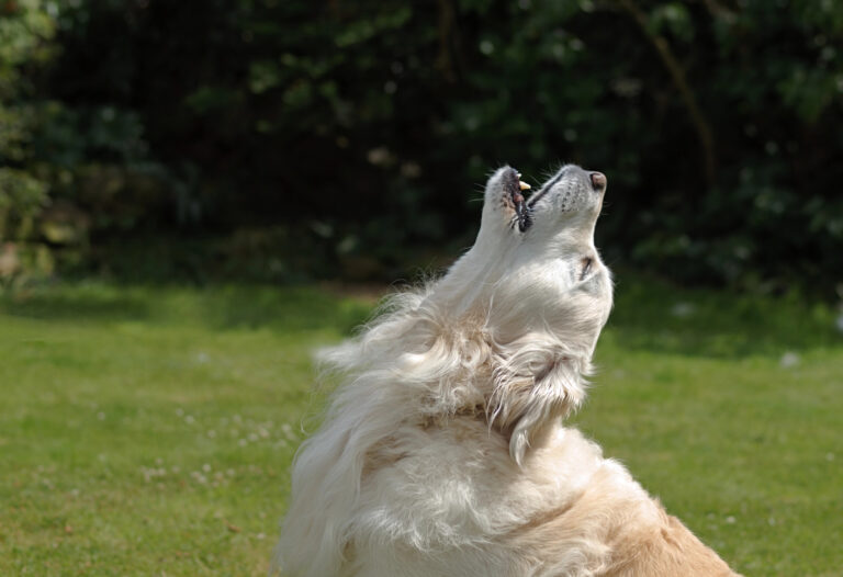 Dog Barking/howling