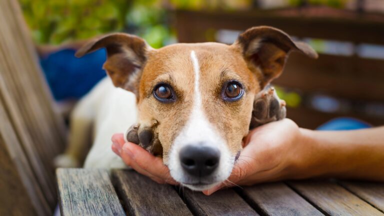Petting a dog