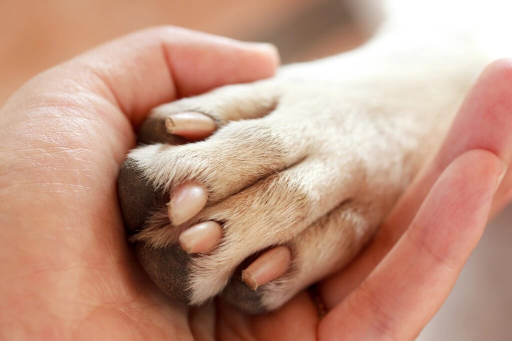 dog paw