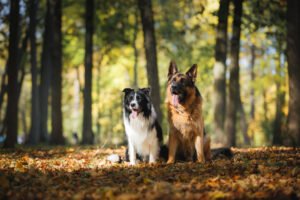 A German shepherd and Border Collie