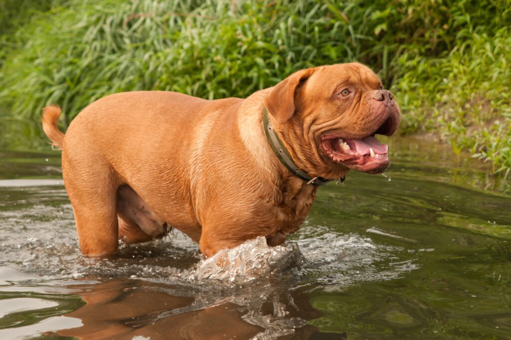 French Mastiff