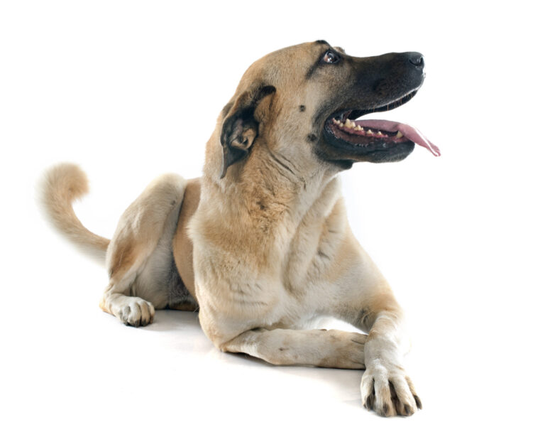 Kangal Shepherd Dog