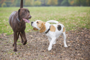 Dog socialization