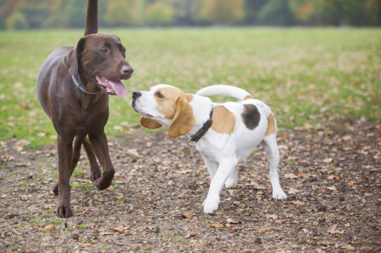 Dog socialization