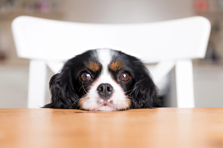 Dog begging at the table