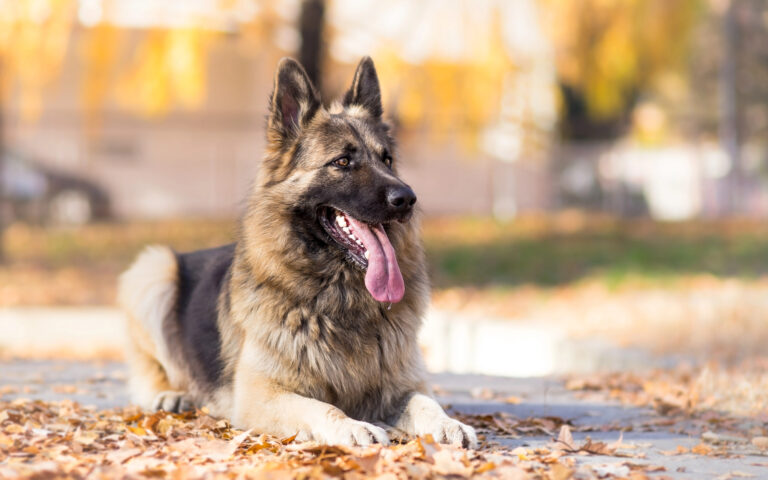 German Shepherd dog