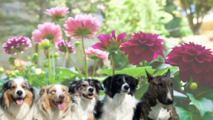 Dog friendly garden plants
