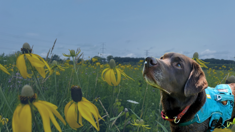 Tilia, the wildlife conservation dog