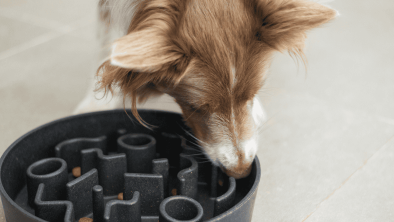 Best enrichment toys for dogs