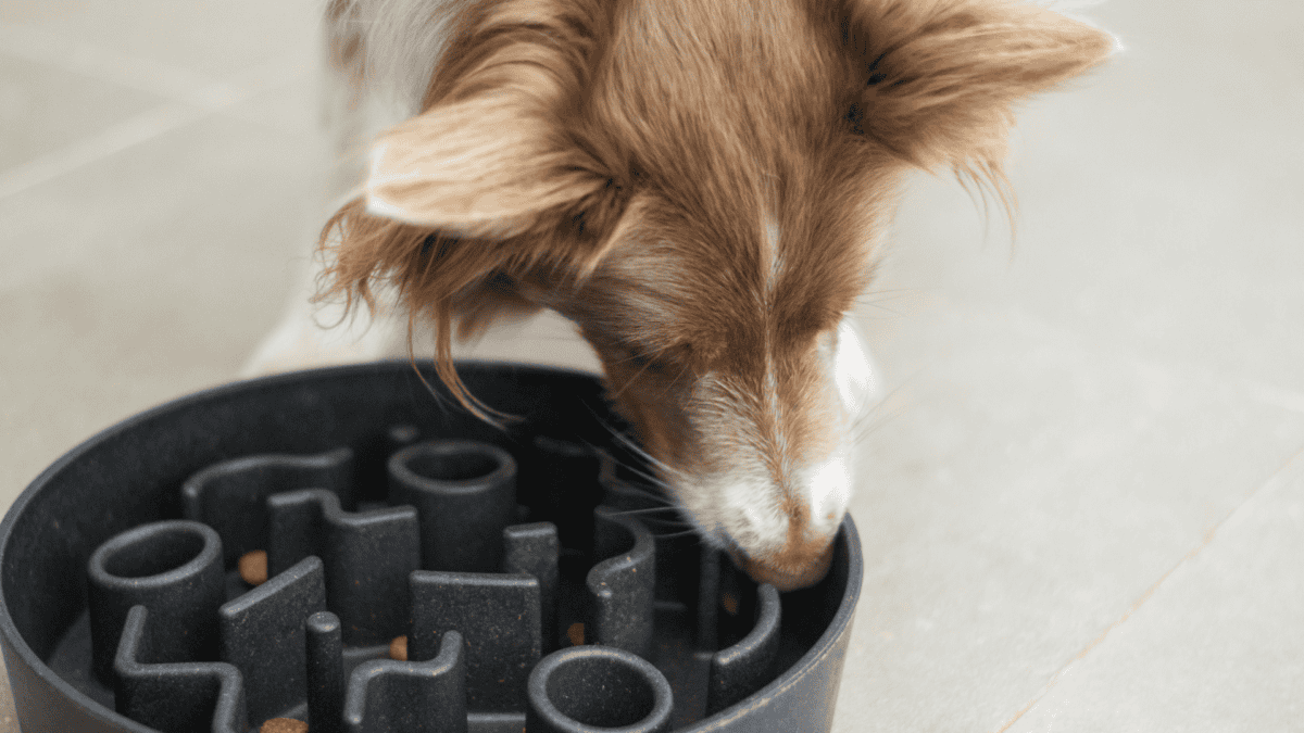 12 Enrichment Toys To Prevent Dog Anxiety and Boredom