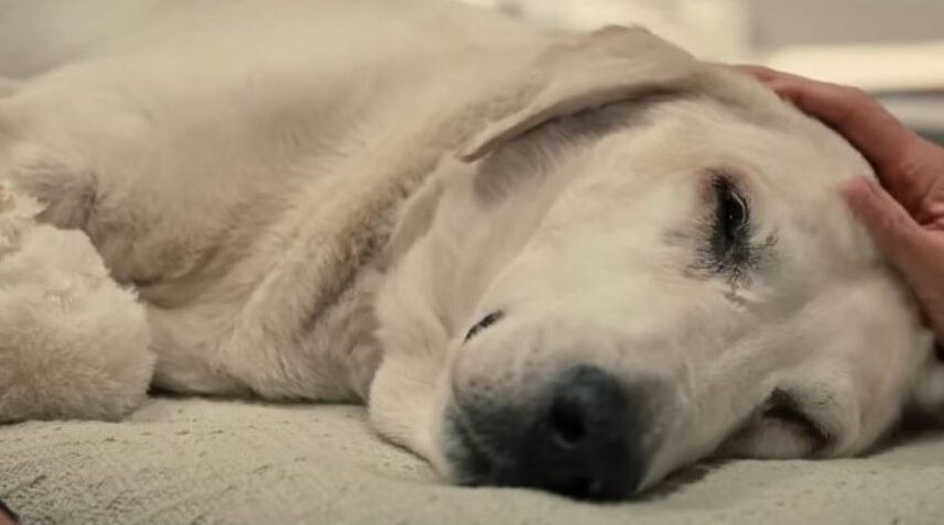 Marley and Me