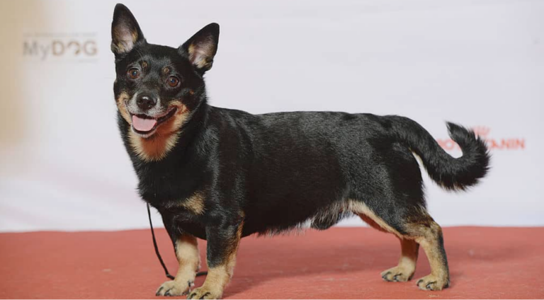 The American Kennel Club Recognizes 201st Dog