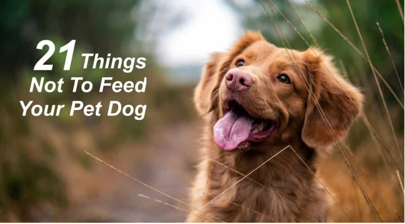 21 Things To Never Feed Your Dog